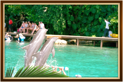 Sandcastles Jamaica Activities - Dolphin Cove